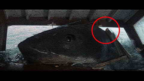 Fehlerbild [13] zum Film 'Weiße Hai, Der'